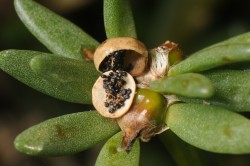 Only one small population of 'ihi (Portulaca villosa) exists along the crater rim- more plants are currently being introduced to the area in the hopes of increasing the number of populations and individuals to make the plant more resiliant to climate change. Photo by Paul Hosten