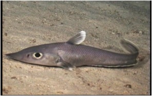 Caelorinchus_fish