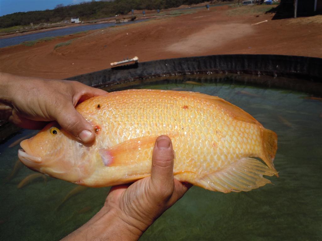 Tilapia, which Steve Chaikin raises primarily to sell to live fish markets in Honolulu. Photo by Catherine Cluett