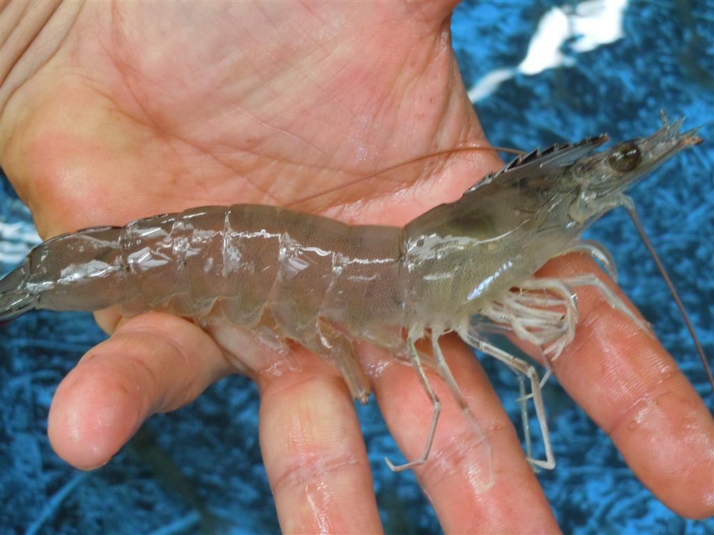 A mature female Pacific White Shrimp at Molokai Sea Farms. Photo by Catherine Cluett