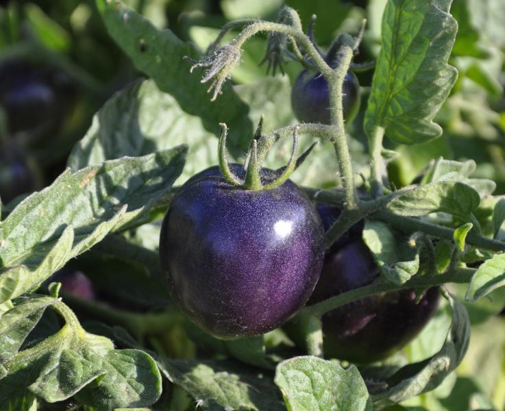 Indigo Rose tomato