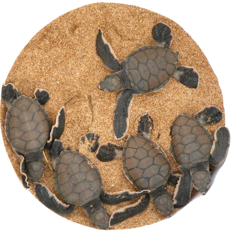 Baby honu hatched from a nest on Papohaku Beach in 2008. Dispatch file photo.