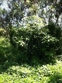 avocado tree