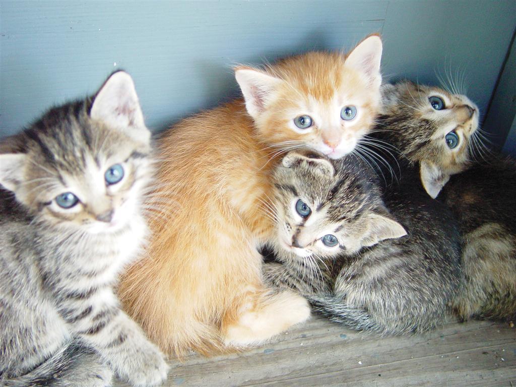 catsRGB (Large)
