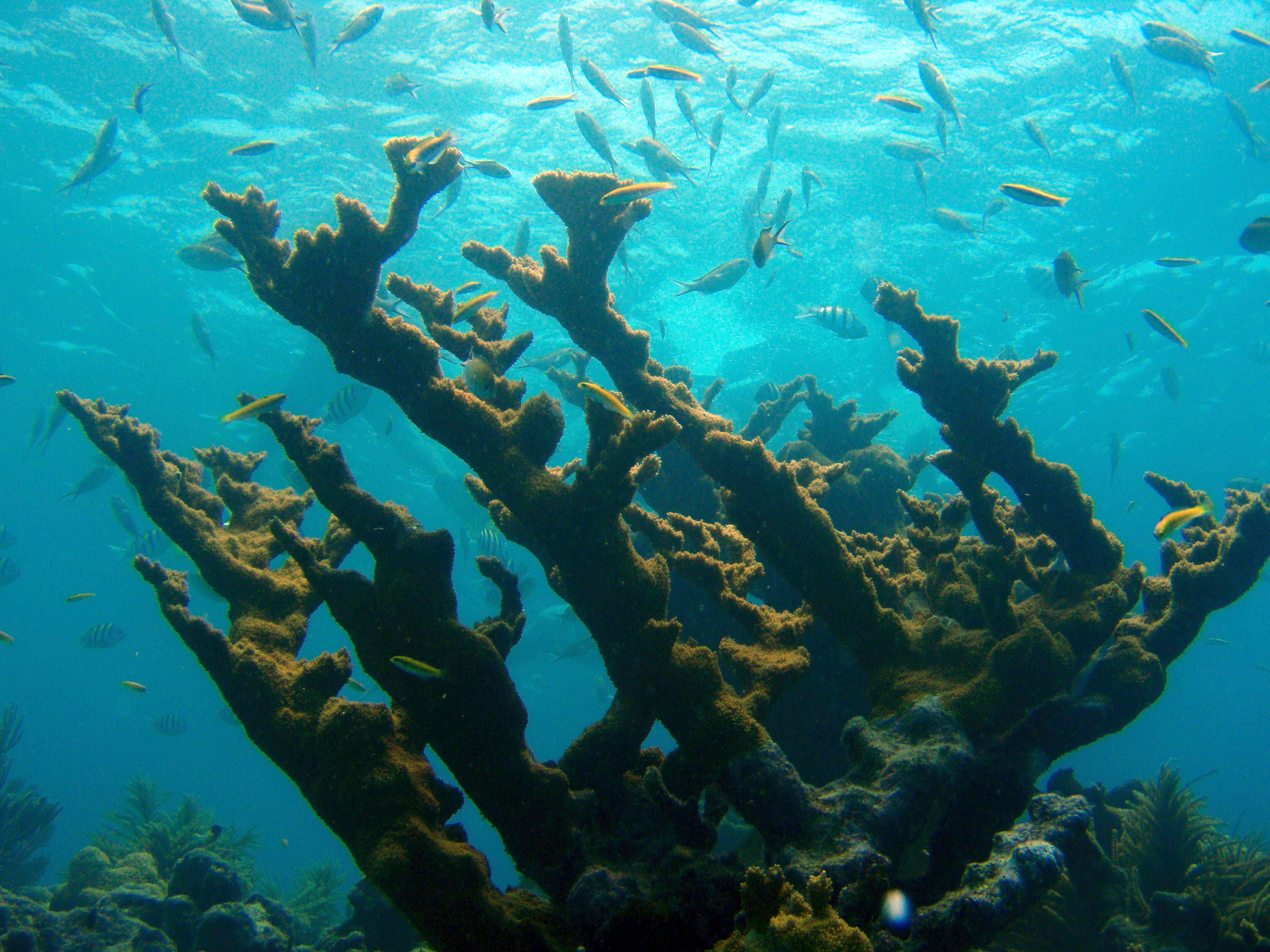 Elkhorn coral is an icon of the Florida Keys, but was listed as threatened under the Endangered Species Act in 2006.Photo contributed by NOAA