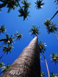 karl-lehmann-kapuaiwa-coconut-grove-kaunakakai-molokai-hawaii-usa