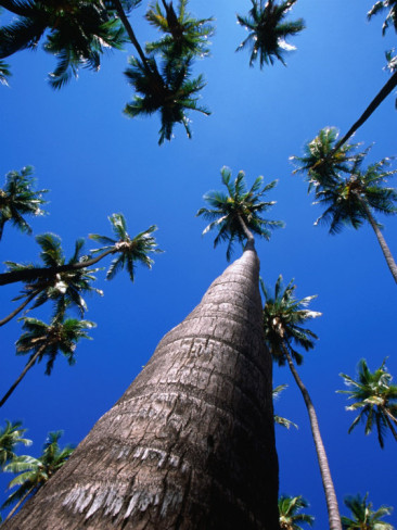 karl-lehmann-kapuaiwa-coconut-grove-kaunakakai-molokai-hawaii-usa
