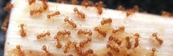 Maka`ala Molokai, the Little Fire Ant May Be Coming