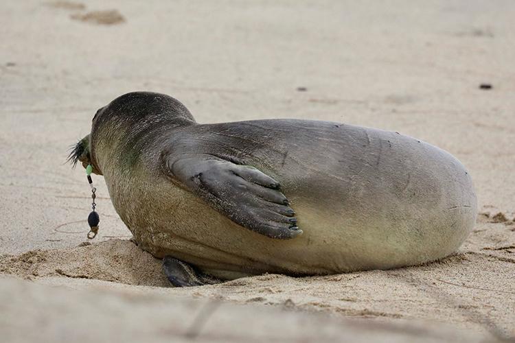 Hawaiian Monk Seal With Several Ingested Hooks Returned to Wild