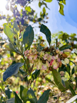 Native Plant Spotlight from Kamalō: ʻAʻaliʻi